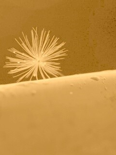 Прилипшая пушинка обои