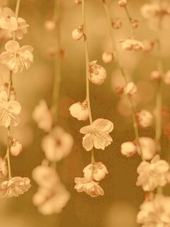 Веточки цветущего дерева обои