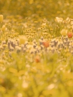 Все краски весны обои