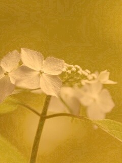 Нежно-синие цветы обои