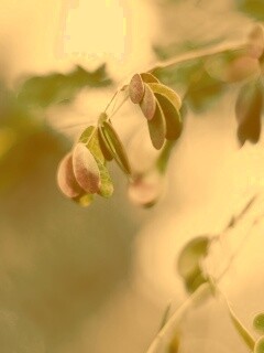 Фиолетовые листья обои