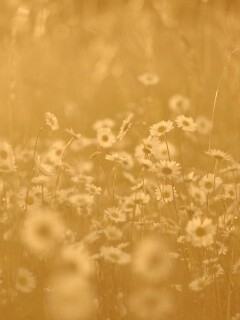 Поле ромашек обои