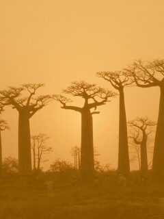 Баобабы на закате обои