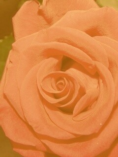 Бутон розы обои