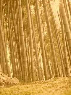 Заросли бамбука обои