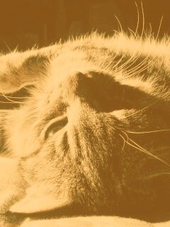 Нежащийся кот обои