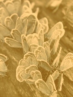 Голубые бабочки обои