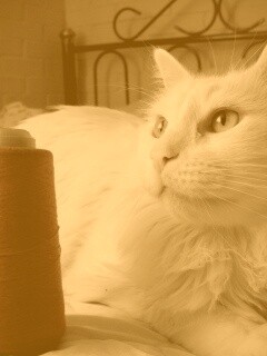 Белый кот с катушкой ниток обои