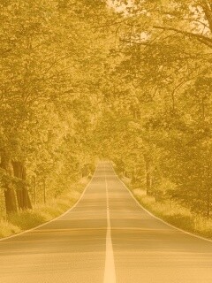 Под горку и в лес обои