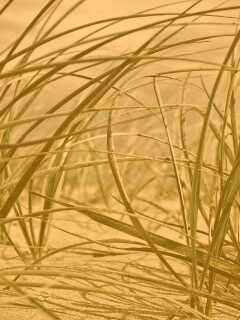 Трава на песке обои