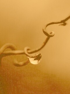 Одинокая капля обои