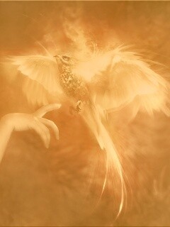 Феникс обои