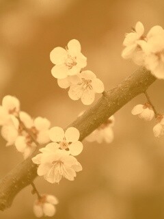 Ветка сакуры обои