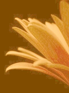 Гербера обои