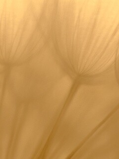 Рисунок одуванчика обои