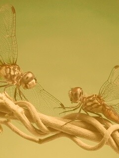 Две стрекозы обои
