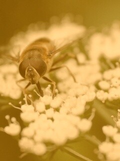 Пчела на нежный белых цветах обои