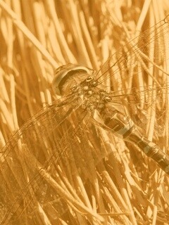 Стрекоза на сене обои