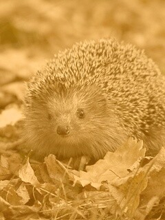 Ежик в осенней листве обои