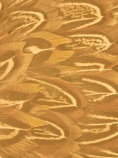 Красивые перья обои