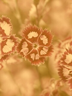 Неизвестные науке цветы обои