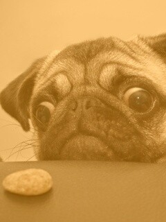 Собака нашла печеньку обои
