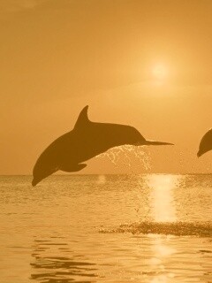 Дельфины выпрыгивают из воды обои