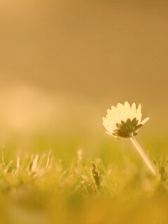 Цветок на траве обои