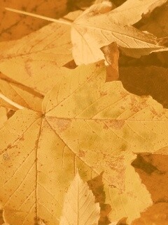 Осенние листья обои