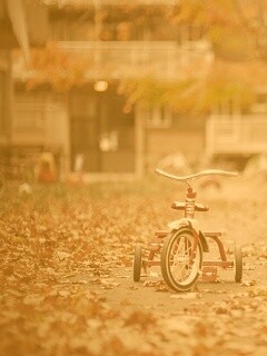 Трёхколёсный друг на осенней дорожке обои