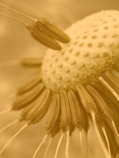 Лысеющий одуванчик обои