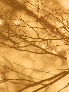 Мокрые ветви дерева обои