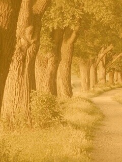 Аллея старых раскидистых деревьев обои