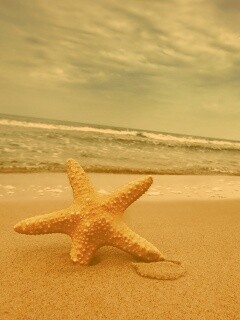Морская звезда в песке обои