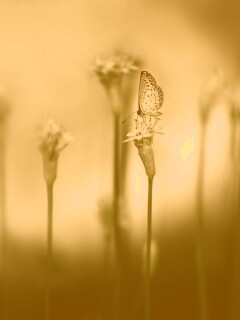 Бабочка на цветке обои