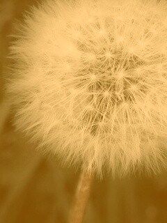 Одуванчик обои