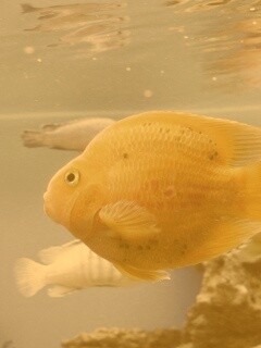 Жёлтая рыбка обои