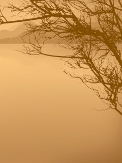 Ветка над вечерним озером обои