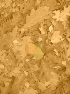 Яблоко в листьях обои