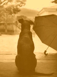 Собака и зонтик обои