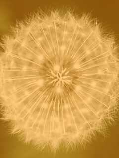 Макро фотография одуванчика обои