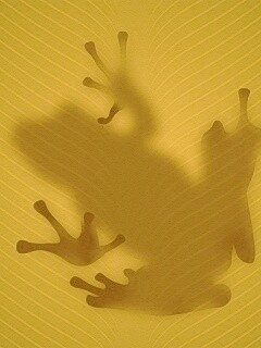 Силуэт лягушки просвечивает сквозь зеленый лист обои