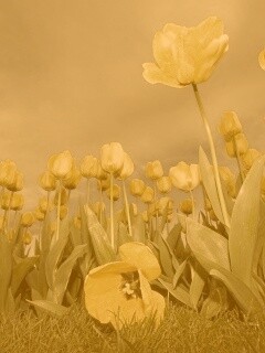 Жёлтые тюльпаны обои
