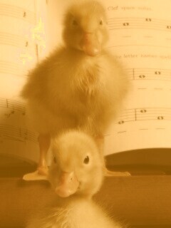 Музыкальные утята обои