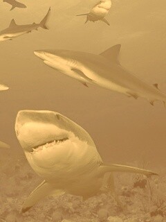 Стая акул обои