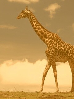 Жираф на прогулке обои