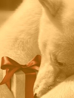 Белый мишка с подарком обои