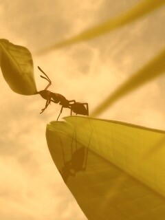 Муравей тащит лист обои