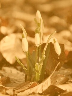 Первые весенние цветы обои