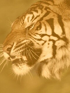 Тигриный оскал обои